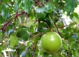 Image result for Strychnos pungens