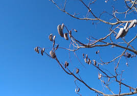 Check spelling or type a new query. Tree Species Highlight Kentucky Coffee Tree Edmond Ok Official Website