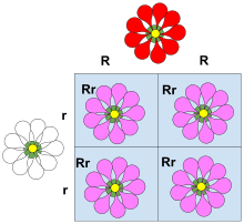 In genetics, dominance is the phenomenon of one variant (allele) of a gene on a chromosome masking or overriding the effect of a different variant of the same gene on the other copy of the chromosome. Dominance Genetics Wikipedia