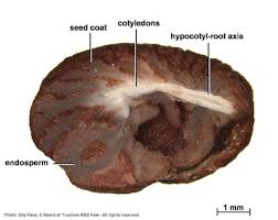 Image result for Coptosperma rhodesiacum