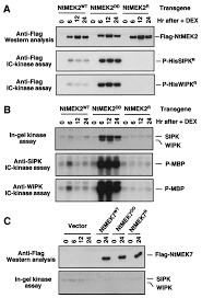 Odpiranje, pravočasno prejel 17 vlog v skupni vrednosti 2.225.272,00 eur, ki jih je pregledala in ocenila komisija za izvedbo besedila javnega razpisa. Activation Of A Mitogen Activated Protein Kinase Pathway Is Involved In Disease Resistance In Tobacco Pnas