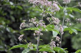 Image result for Thesium pygmaeum