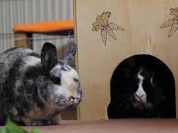 Ich sehe also das problem an wohnungshaltung nicht per se. Kaninchen In Der Wohnung Shelta Blog Tierschutz Haustiereshelta Blog Tierschutz Haustiere
