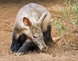 Aardvarks Are Small Pig Like Mammals That Are Found Inhabiting A Wide Range Of Different Habitats Throughout Africa South Of The Animals Animal Facts Mammals