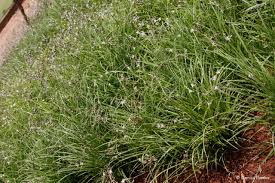 Image result for Chlorophytum minor