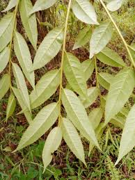 Image result for Sladeniaceae