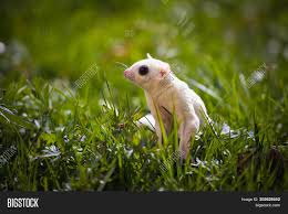 White Sugar Glider Image Photo Free Trial Bigstock