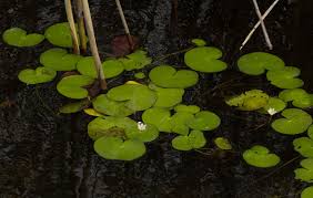 Image result for Nymphoides senegalensis