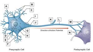 Node of ranvier soma answer bank axon terminal glial cell axon nerve ganglion dendrite nucleus. Bmsc11001 Label Diagram Neuron Diagram Quizlet
