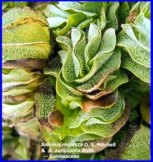 Image result for Salviniaceae