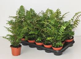 Image result for Didymochlaena