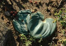 Image result for Eriospermaceae