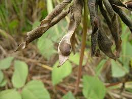 Image result for Vigna luteola