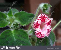 Pure white born on stalks two feet tall from mid may until august or september, bell shaped. Flowers Red And White Bell Flower Stock Photo I3519496 At Featurepics