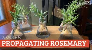 Image result for rosemary cuttings