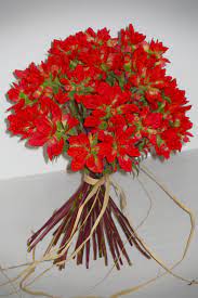 We did not find results for: Blue Weddings Annateague Yellow Bridal Bouquets Red Bridal Bouquet Bridal Bouquet Blue
