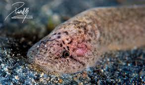 Image result for Gouania