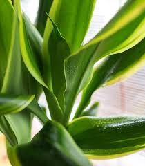 Image result for Dracaena fragrans