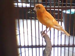 Check spelling or type a new query. Perawatan Kenari Pondok Kenari Bird Farm