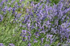 Botanical latin is a major challenge for many botanical artists and illustrators. Common Lavender Latin Name Lavandula Angustifolia Delphinensis Stock Photo Picture And Royalty Free Image Image 115345428