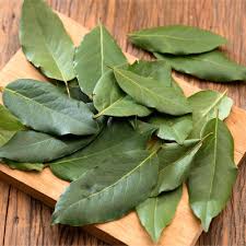 Image result for bay leaf bush foto