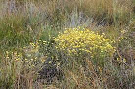 Image result for Helichrysum buchananii