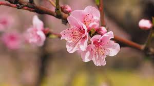 The kwansan flowering cherry tree is one of the most susceptible cultivars. Flowering Cherry Trees Rootsandmaps Com