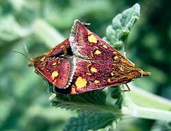 Image result for Pyrausta purpuralis