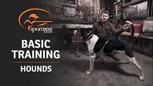 Check spelling or type a new query. Basic Training Hounds Youtube