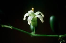 Image result for Cayaponia