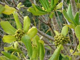 Image result for Pittosporum abyssinicum
