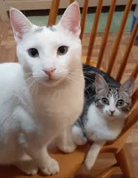 I told you I was the real Catwoman! Another lil angel showed up in my yard!  Please help me name him. He's 3 weeks old and lots of fun !