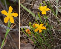 Image result for Hypericum lalandii