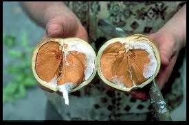 Image result for Xylocarpus