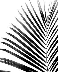 Black And White Model Poster Palm Leaf Black White Poster By Nordikart In 2020 Black White Art Black And White Posters White Art