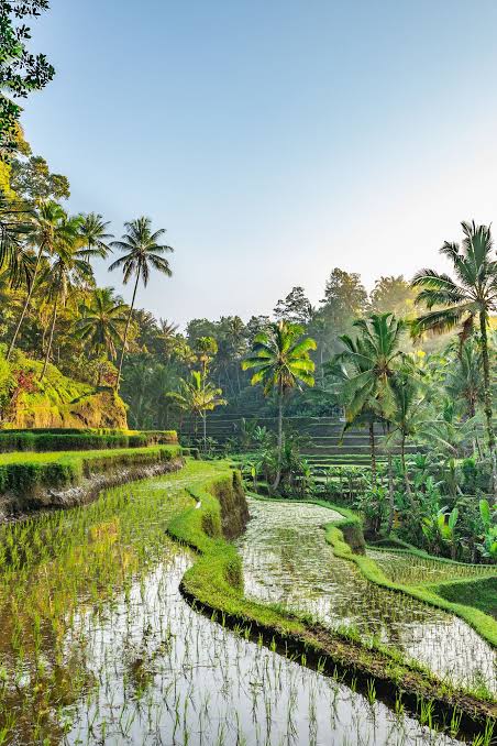 Bali