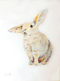 Original Colored Pencil Drawing Fluffy Bunny By Naturedrawings 10 00 Pencil Drawings Nature Drawing Animal Art