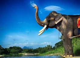 Ganapathy was famous for acting in many malayalam, tamil movies and tv commercials. Pin On Kerala Elephants