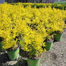 Image result for Ligustrum sinense