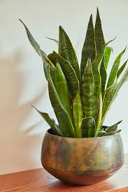 Botanists have reclassified snake plant from sansevieria to dracaena. Sansevieria Snake Plant The Friendliest Houseplant Flora Grubb Gardens