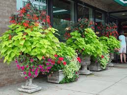 Check spelling or type a new query. 31 Love That Lime Ideas Container Gardening Container Plants Plants