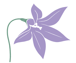 Wahlenbergia gloriosa lothian catalogue number:ho49220 state: Act Floral Emblems Australian Plant Information