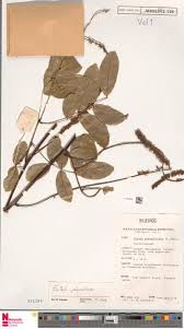 Image result for Entada chrysostachys