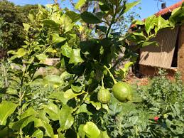The lemonade tree will fruit well from around 4 years. Lemon Tree First Fruit Ground To Ground