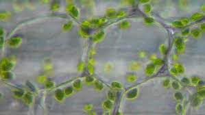 Check spelling or type a new query. Chloroplasts In The Living Plant Cells Under Microscope Magnification 1000x