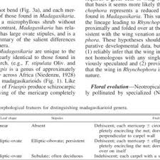 Image result for Triaspis macropteron