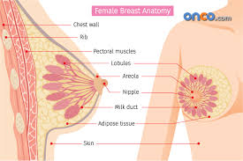 I went in that day for an appointment with my gynecologist, who ordered a mammogram for. What Is Breast Cancer Its Types Signs Causes Treatments Onco