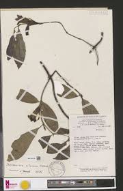 Image result for Sherbournia