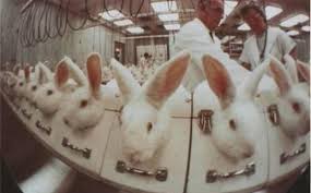 Resultado de imagen de experimentacion con animales