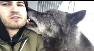 Tendría alguna oportunidad un perro contra un lobo en una pelea?